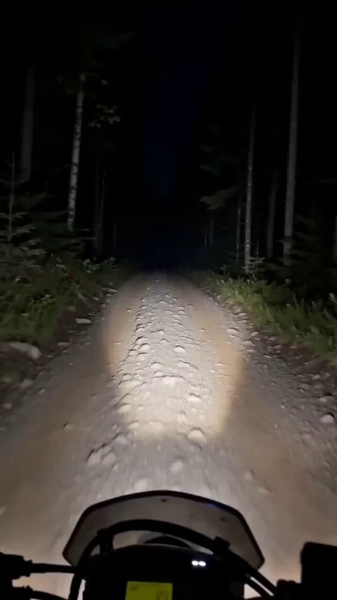 Motorcycle and Bear Forest Encounter