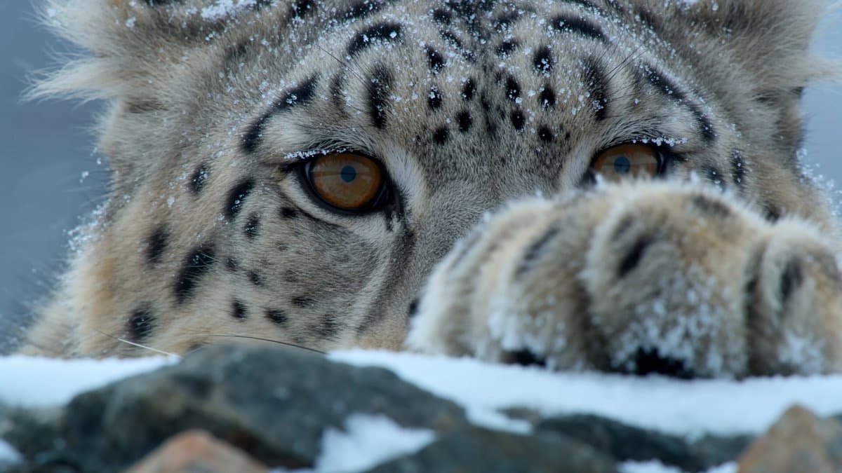 National Geographic Snow Leopard Hunt