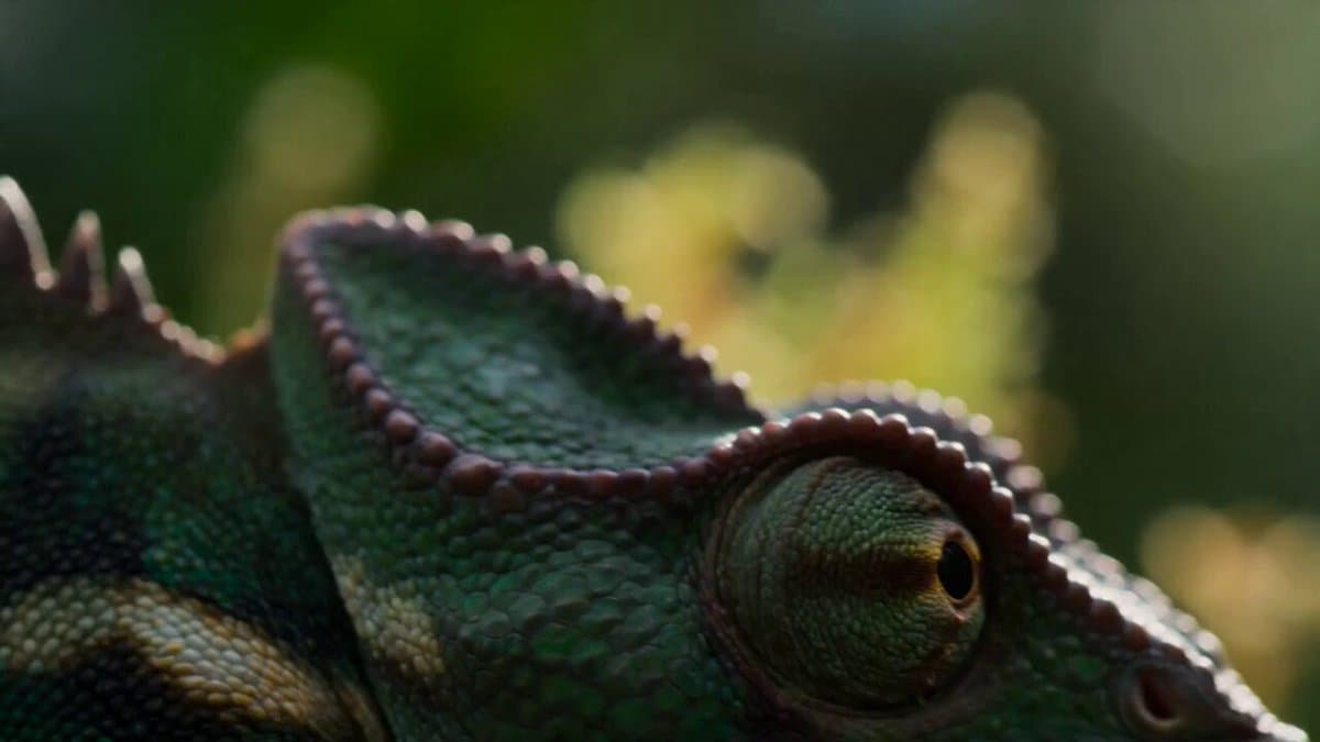 National Geographic Style Chameleon Macro Documentary