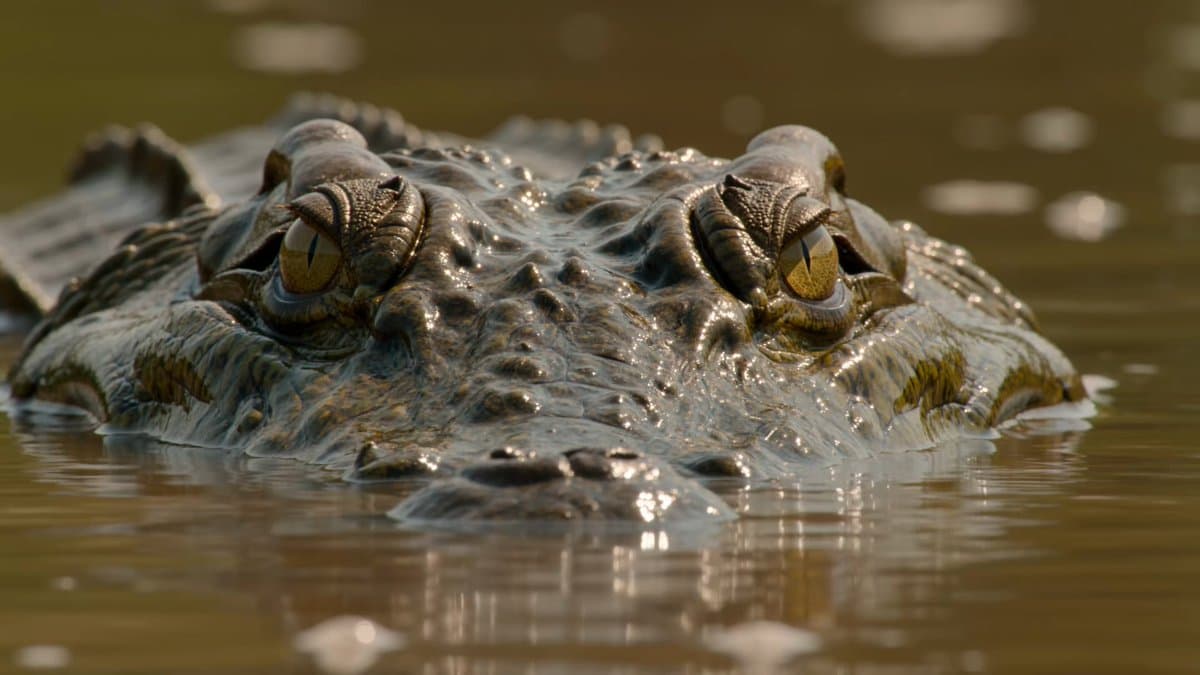 Wildlife Documentary Reptile 4K