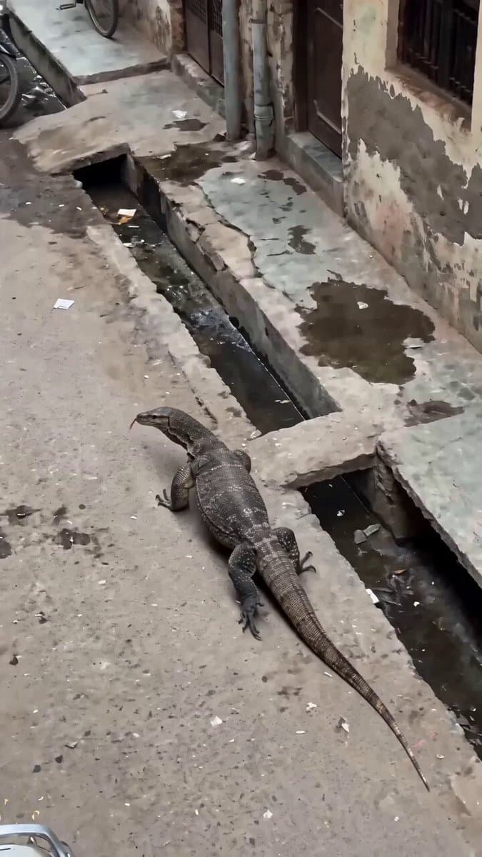 Delhi Street Monitor Lizard Scare