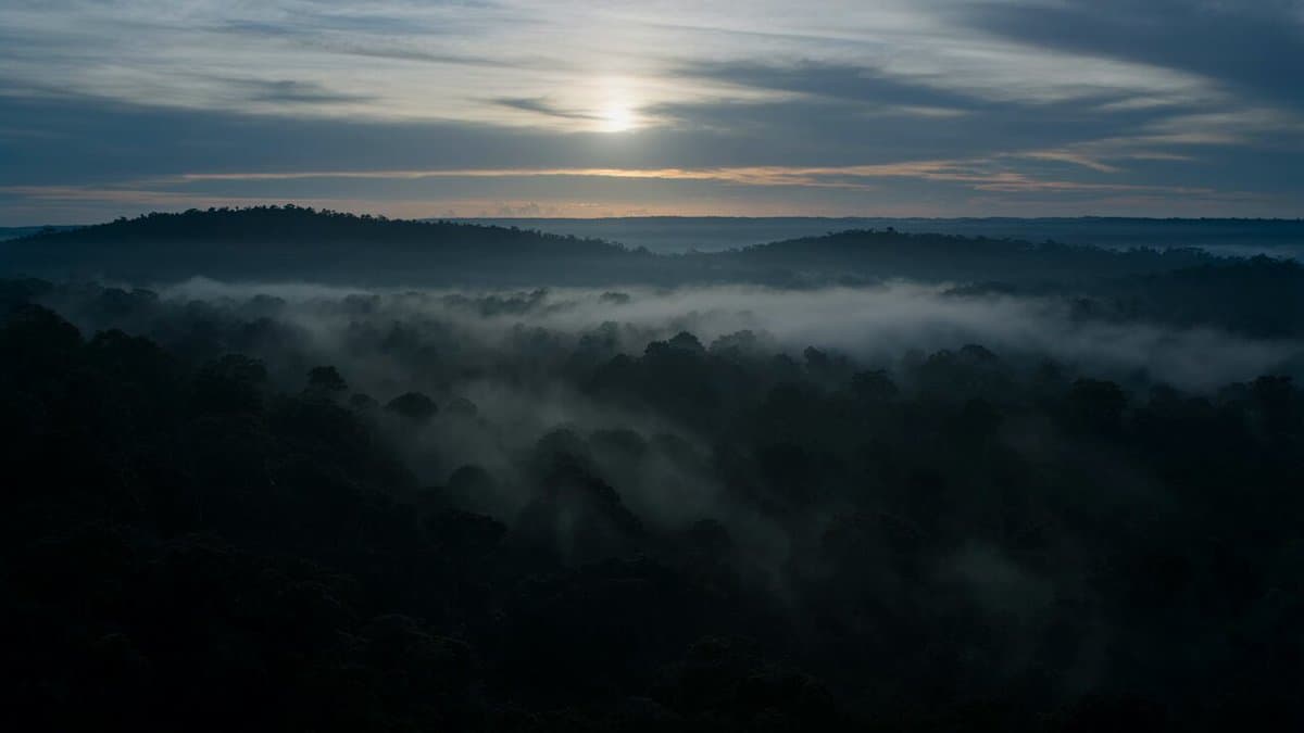Dramatic Jungle Chase Sequence