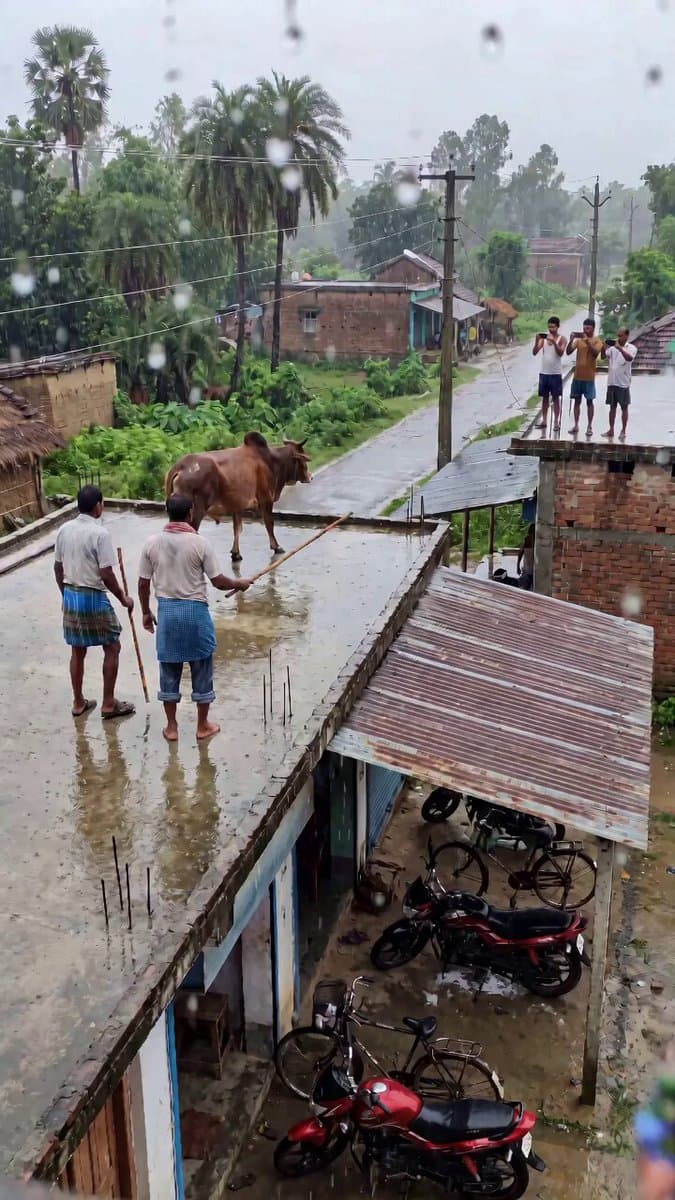 Indian Village Bull Jump Action Prompt