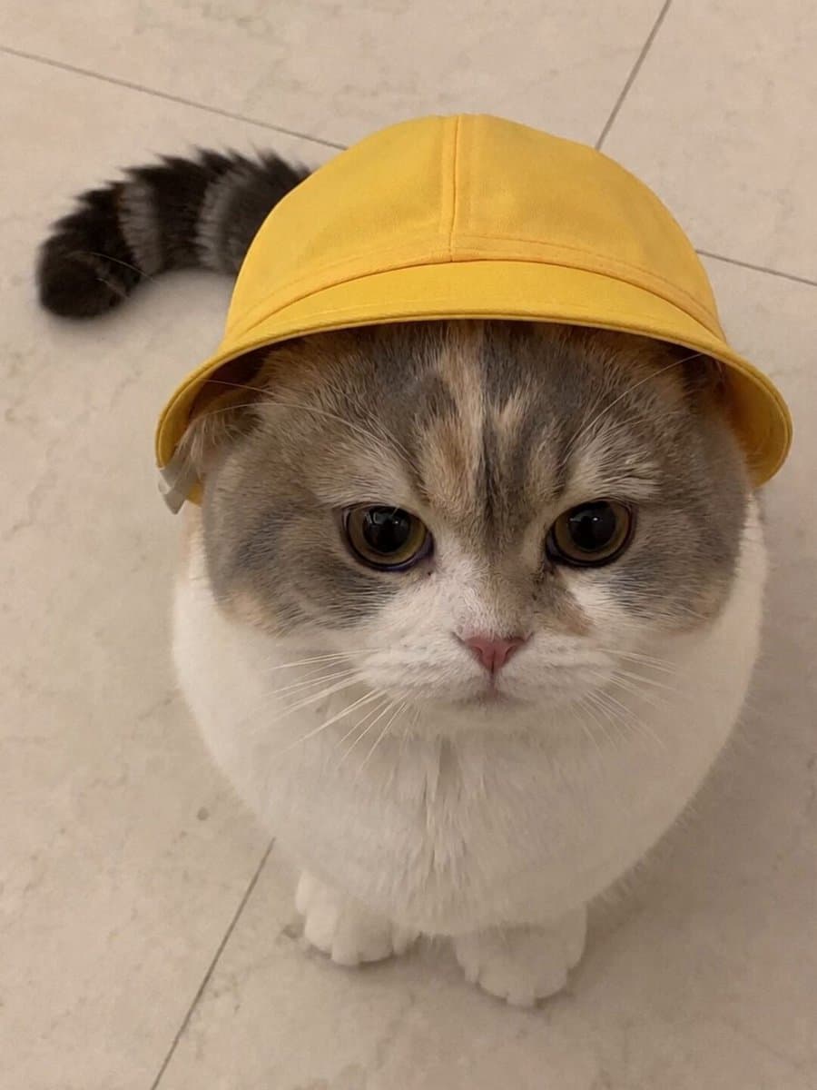 Talking Munchkin Cat Video Prompt