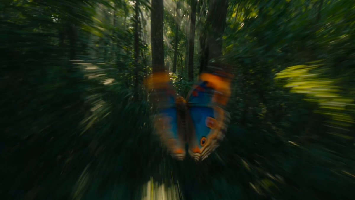Continuous Butterfly and Parrot Forest Chase