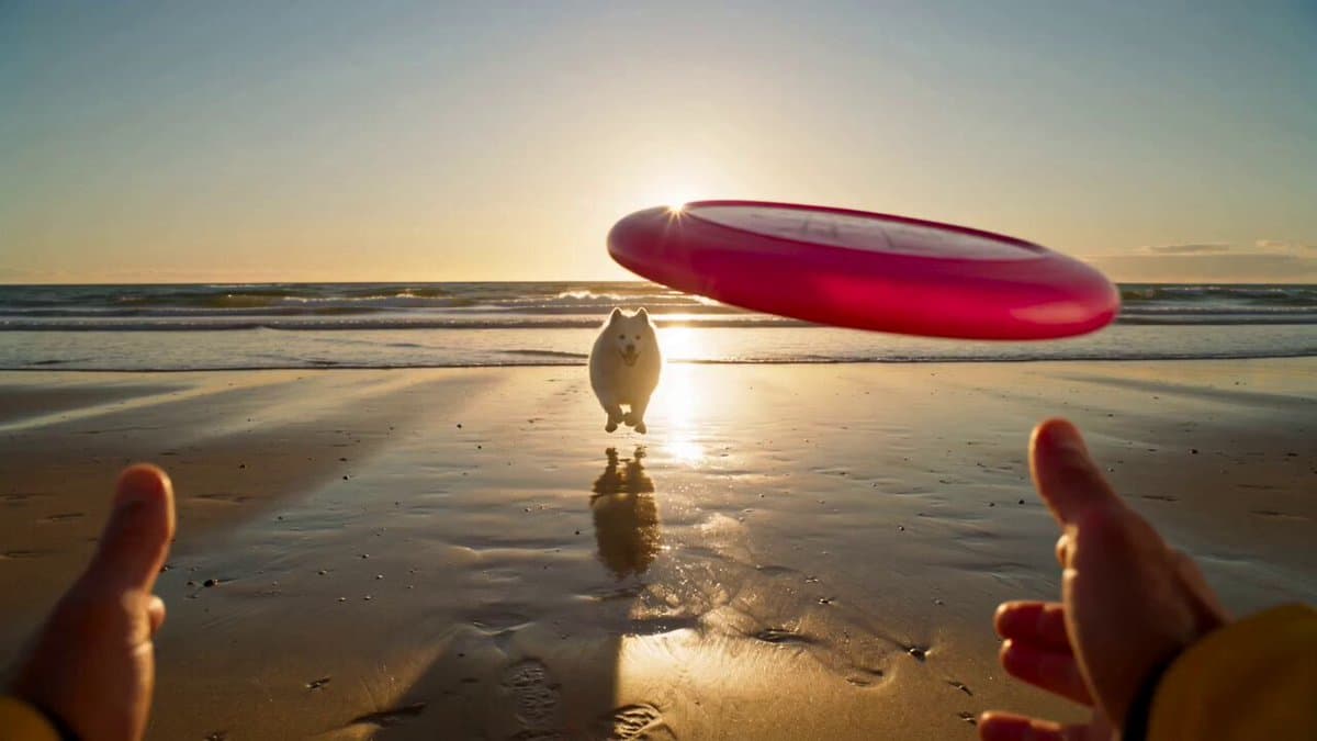 Golden Hour Beach Dog POV
